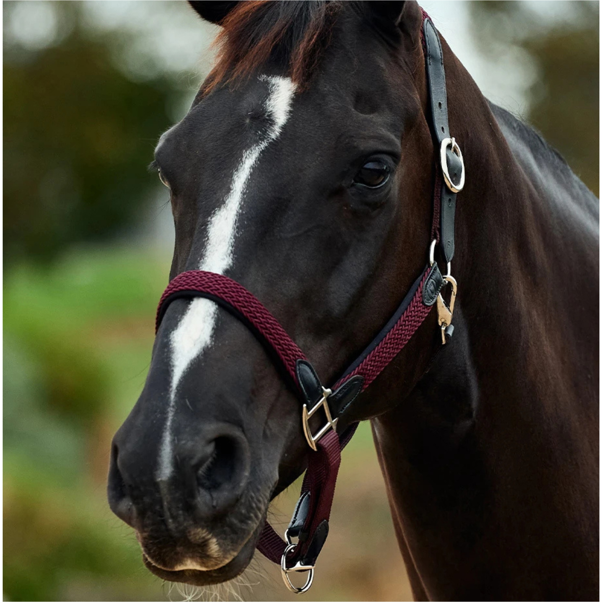 2026 Dublin Braided Leather Headcollar 1031532 - Burgundy
